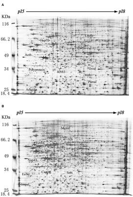 Hsp70 Is a Potential Therapeutic Target for Echovirus 9 Infection